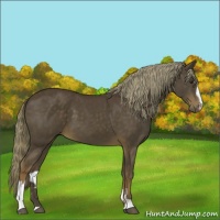 Horse Color:Liver Chestnut Sabino