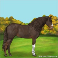 Horse Color:Liver Chestnut Varnish 