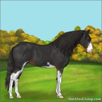 Horse Color:Liver Chestnut Sabino 