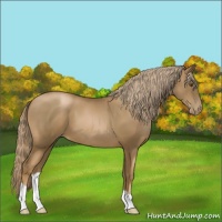 Horse Color:Liver Chestnut Pearl 