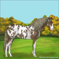 Horse Color:White Spotted Liver Chestnut Sabino Appaloosa 