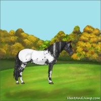 Horse Color:White Spotted Blue Roan Snowcap 