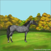 Horse Color:Blue Roan Sabino Rabicano