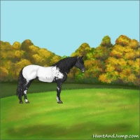 Horse Color:White Spotted Black Appaloosa 