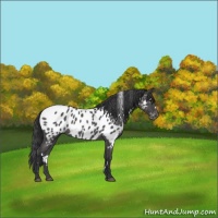 Horse Color:White Spotted Blue Roan Appaloosa Rabicano