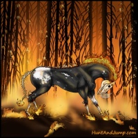 Horse Color:White Spotted Black Appaloosa 