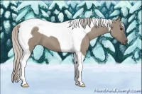 Horse Color:Silver Grullo Tobiano