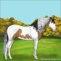 Horse Color:Brown Dun Splash Tobiano