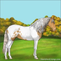 Horse Color:Silver Classic Champagne Tobiano Appaloosa