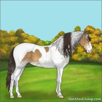 Horse Color:White Spotted Sable Champagne Tobiano Appaloosa 