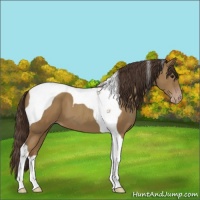 Horse Color:Classic Champagne Tobiano 