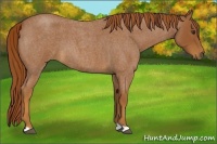 Horse Color:Red Roan 