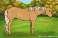 Horse Color:Palomino