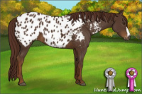 Horse Color:Gray Chestnut Appaloosa 