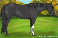 Horse Color:Smoky Black 