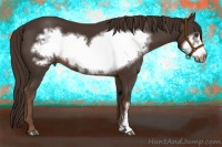 Horse Color:Liver Chestnut Frame 