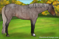Horse Color:Gray Silver Bay Roan Appaloosa