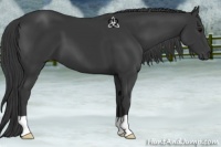 Horse Color:Black 