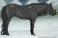 Horse Color:Blue Roan 