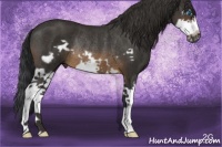 Horse Color:Buckskin Splash Frame Rabicano