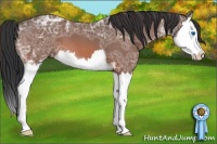 Horse Color:Bay Ice Roan Splash 