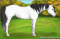 Horse Color:Bay Ice Roan Splash Appaloosa 