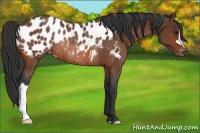 Horse Color:Bay Near Leopard Rabicano 