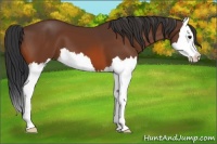 Horse Color:Bay Splash 