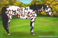 Horse Color:Bay Appaloosa 