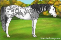 Horse Color:Black Ice Splash Appaloosa 