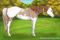 Horse Color:Red Roan Splash Appaloosa 