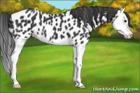 Horse Color:Black Splash Appaloosa 