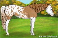 Horse Color:Red Roan Splash Appaloosa 
