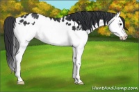 Horse Color:Black Splash Appaloosa 