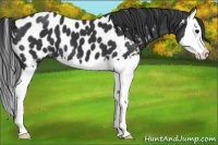 Horse Color:Black Splash Near Leopard 