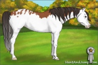 Horse Color:Bay Roan Splash Appaloosa 