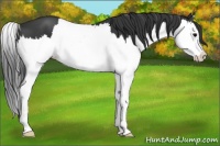 Horse Color:Black Splash 