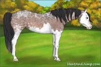Horse Color:Bay Ice Roan Splash 