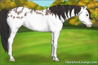 Horse Color:Bay Roan Splash Appaloosa 