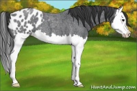 Horse Color:Blue Roan Splash Appaloosa 