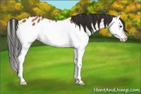 Horse Color:Bay Splash Appaloosa Rabicano 