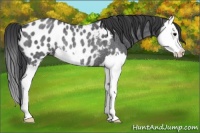 Horse Color:Blue Roan Splash Appaloosa Rabicano 