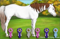 Horse Color:Chestnut Splash Near Fewspot 