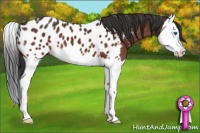 Horse Color:Brown Splash Appaloosa 