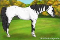 Horse Color:Blue Roan Appaloosa 