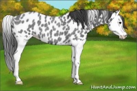 Horse Color:Blue Roan Splash Leopard 