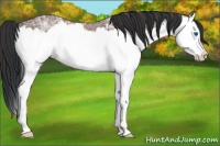 Horse Color:Bay Ice Roan Splash 