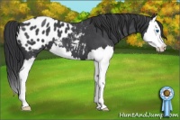 Horse Color:Blue Roan Splash Appaloosa 