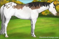 Horse Color:Buckskin Splash Appaloosa Rabicano 