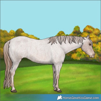Horse Color:Red Roan Appaloosa 